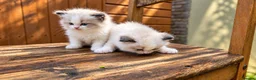 Ragdoll cats for sale: 2 beautiful Ragdoll kittens in High Wycombe - Advert 5