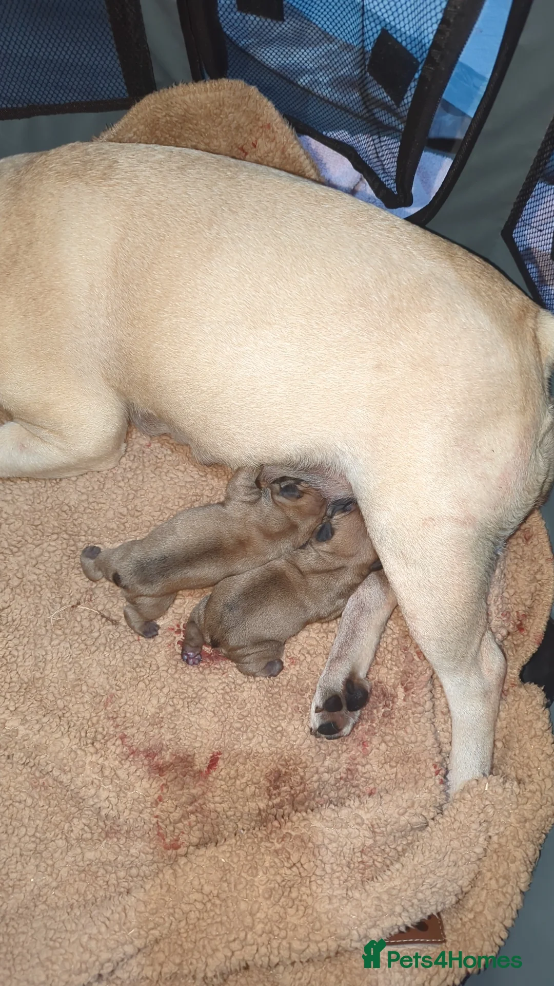 French Bulldog dogs for sale: French bulldog puppies for sale - Advert 3