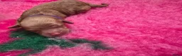 Cockapoo dogs for sale: Stunning F1BB Toy American Cockapoos - Advert 10