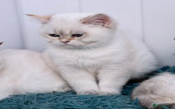British Shorthair cats for sale: Beautiful Blue Gold & Choc Gold Colourpoint boys - Image 10