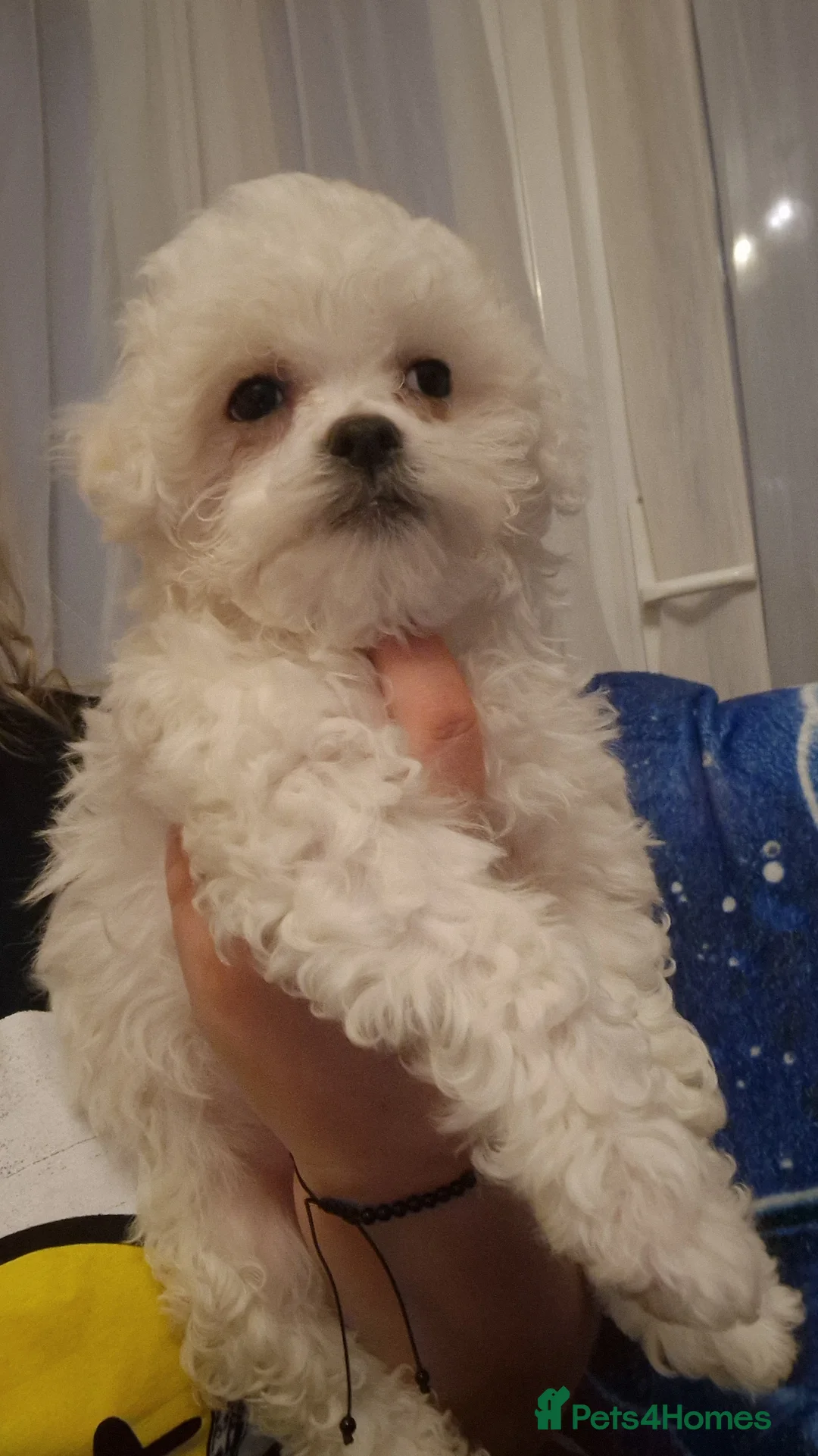 Havanese dogs for sale: Puppy Bichon Havanese in Wembley - Advert 2