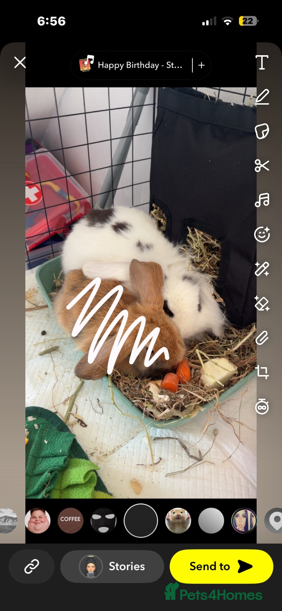 Mixed Breed rabbits Male  - Advert 5
