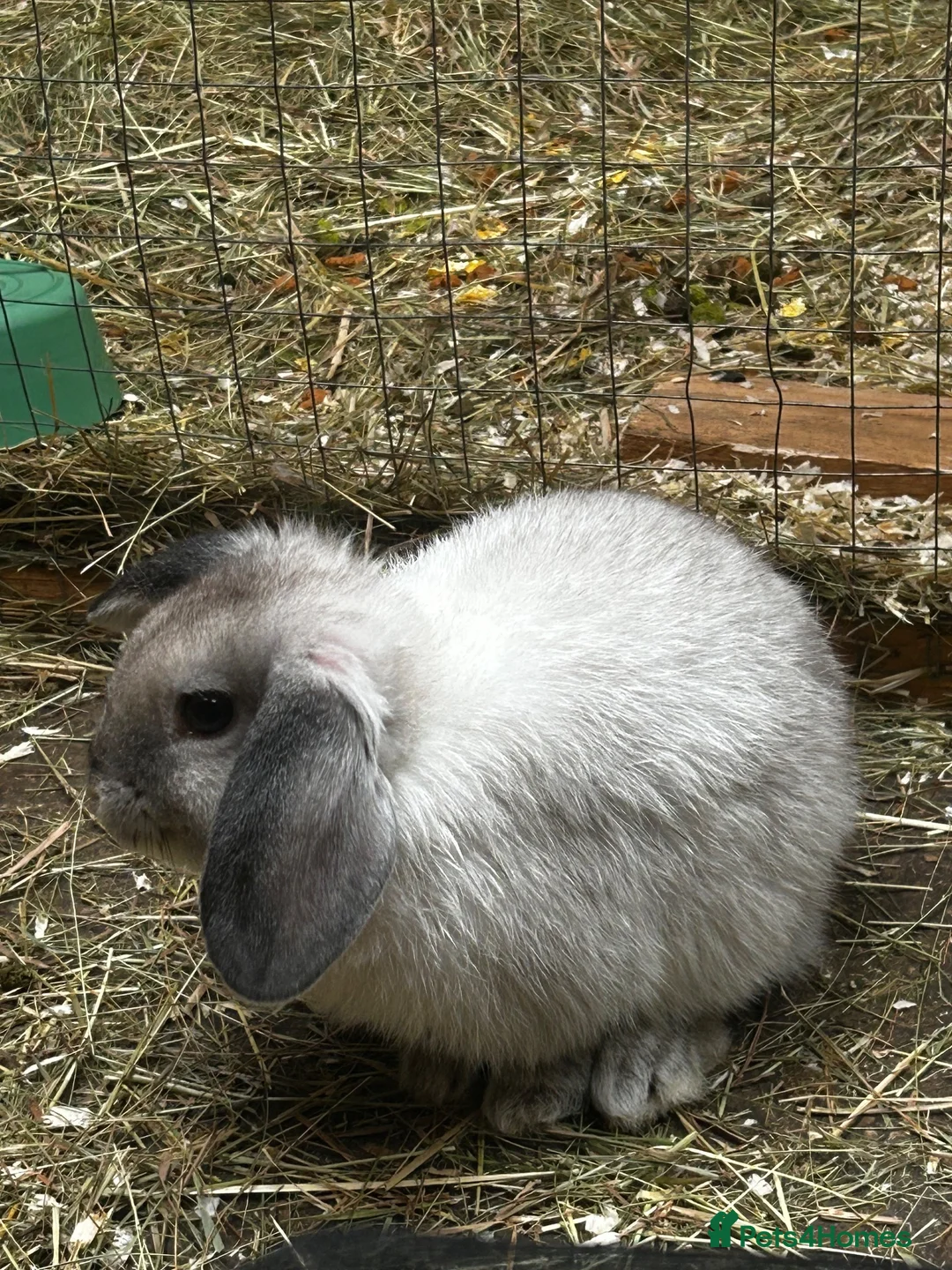 Mixed Breed rabbits for sale: Beautiful silver grey Doe  in Blackwood - Advert 2