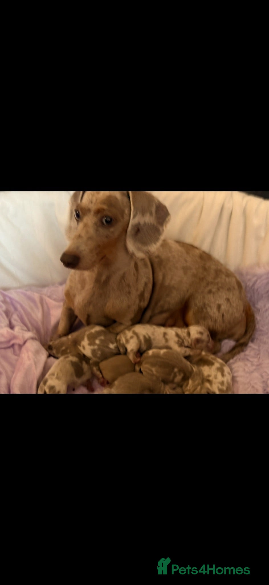 Miniature Dachshund dogs Miniature Dachshunds KC Reg - Advert 8