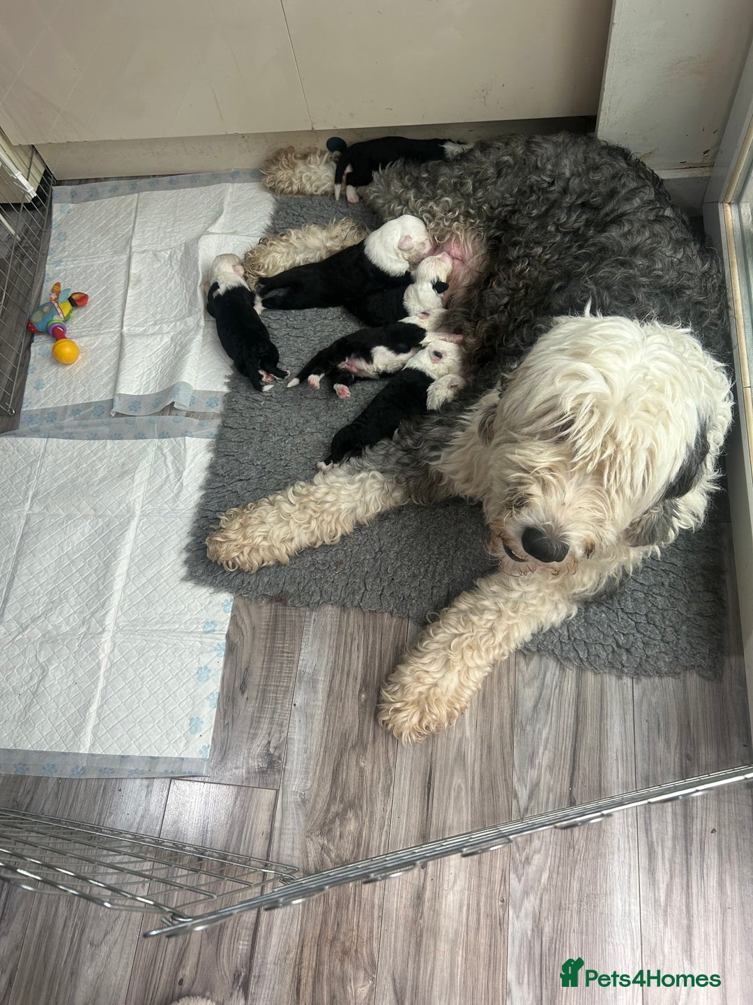 Old English Sheepdog dogs for sale: Outstanding Old English Sheepdog - Image 14