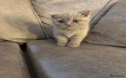 British Longhair cats for sale: British short hair x long hair kitten  - Image 2