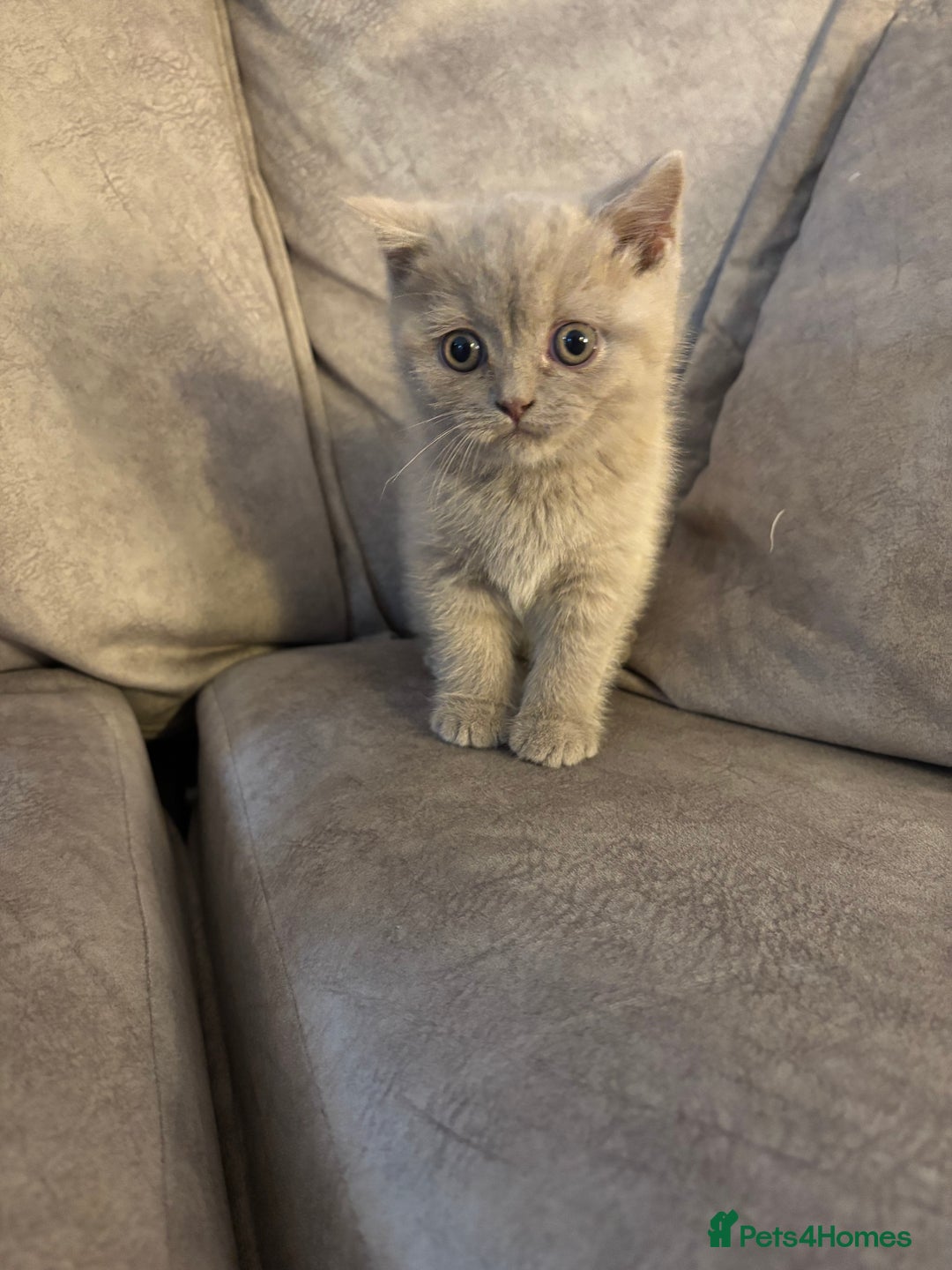 British Longhair cats for sale: British short hair x long hair kitten  - Image 2