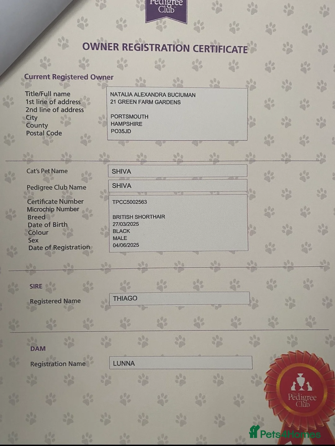 British Shorthair cats for sale: Stunning Unique Pedigree Black British Shorthair  - Advert 2