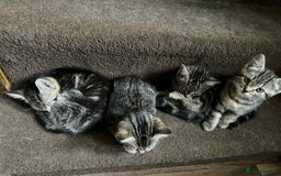 Mixed Breed cats for sale: Adorable Mixed Breed Kitten for Sale! - Image 12