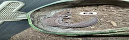 Lizard reptiles for sale: Available Rescues Looking for Their Forever Homes - Advert 24