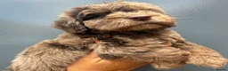 Cockapoo dogs for sale:      F1 Cockapoo Puppies  | Health Tested  - Advert 29
