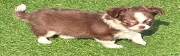 Chihuahua dogs for sale: Amazing tiny long coat girl puppy  - Advert 12
