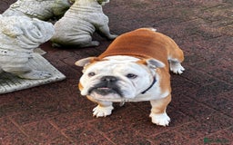 English Bulldog dogs for stud: Mr Belvedere English Bulldog available for stud in Carlisle - Image 2