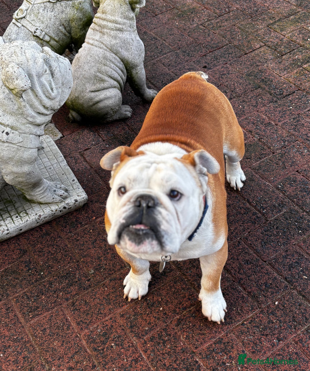 English Bulldog dogs for stud: Mr Belvedere English Bulldog available for stud in Carlisle - Image 2