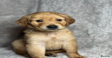 Golden Retriever dogs Beautiful chunky golden retriever’s  - Advert 6