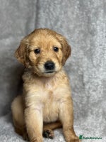 Golden Retriever dogs Beautiful chunky golden retriever’s - Advert 6