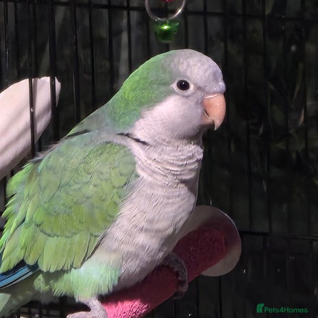 Parrots birds - Advert 17