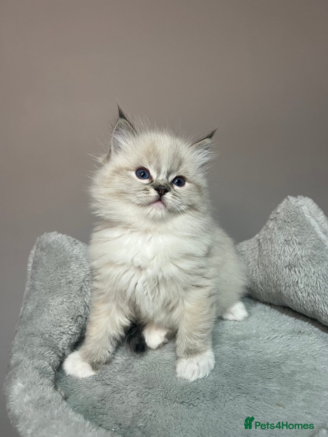 Ragdoll cats for sale: Registered Ragdolls kittens for sale - Image 23