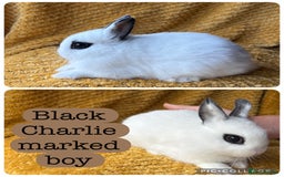 Netherland Dwarf rabbits for sale: Gorgeous Netherland dwarf babies  - Image 3