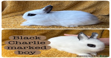 Netherland Dwarf rabbits - Advert 12