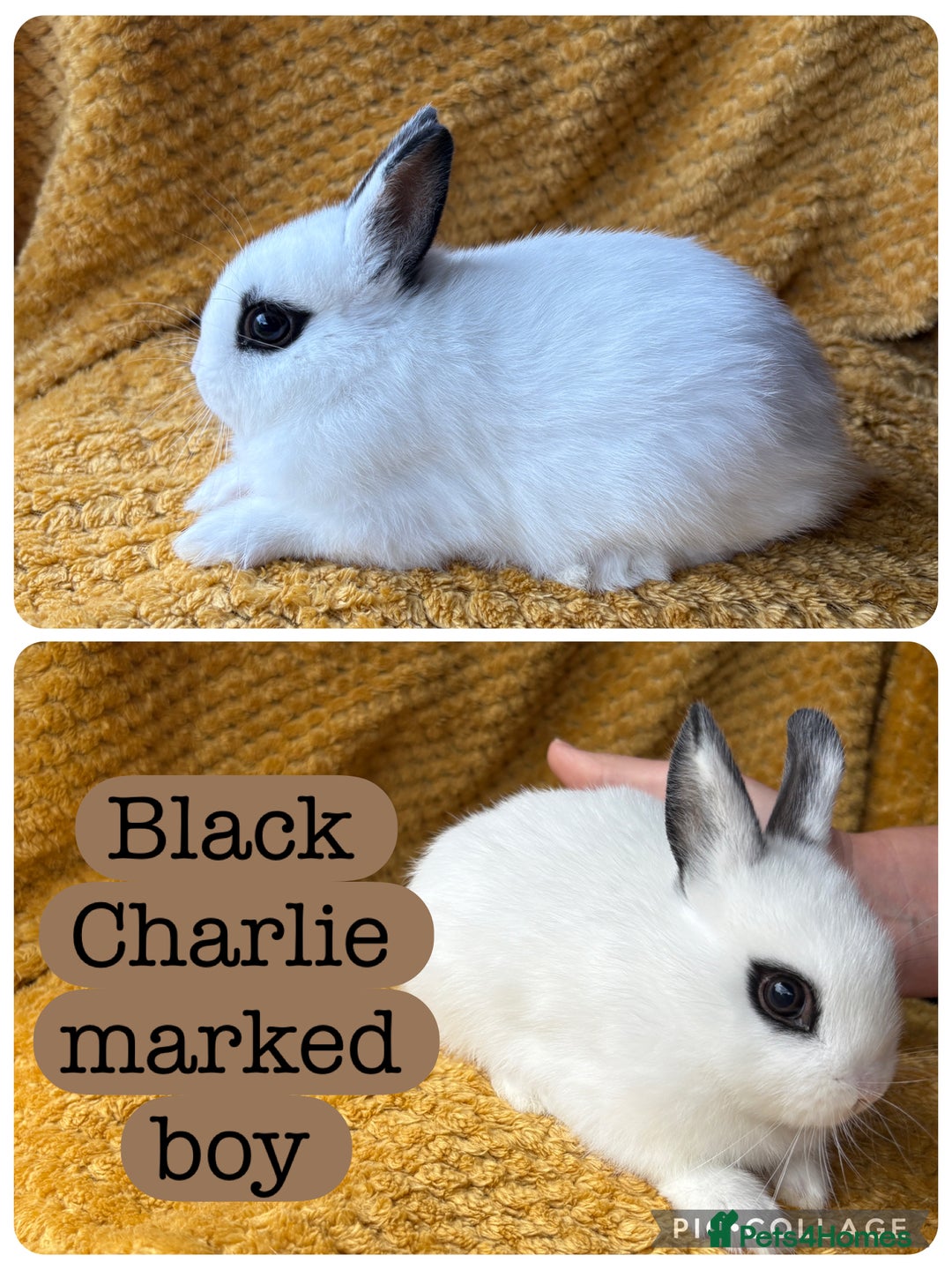 Netherland Dwarf rabbits for sale: Gorgeous Netherland dwarf babies  - Image 3
