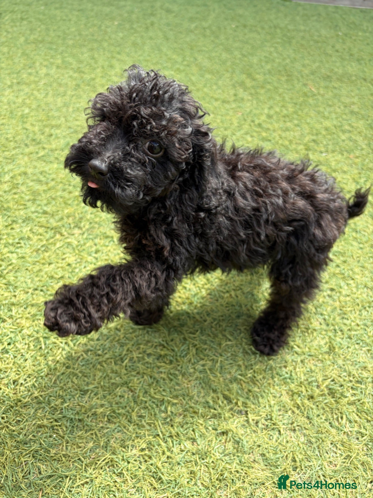 Toy Poodle dogs ⭐️Tiny outstanding Toy Poodles⭐️ 🐾 - Advert 11