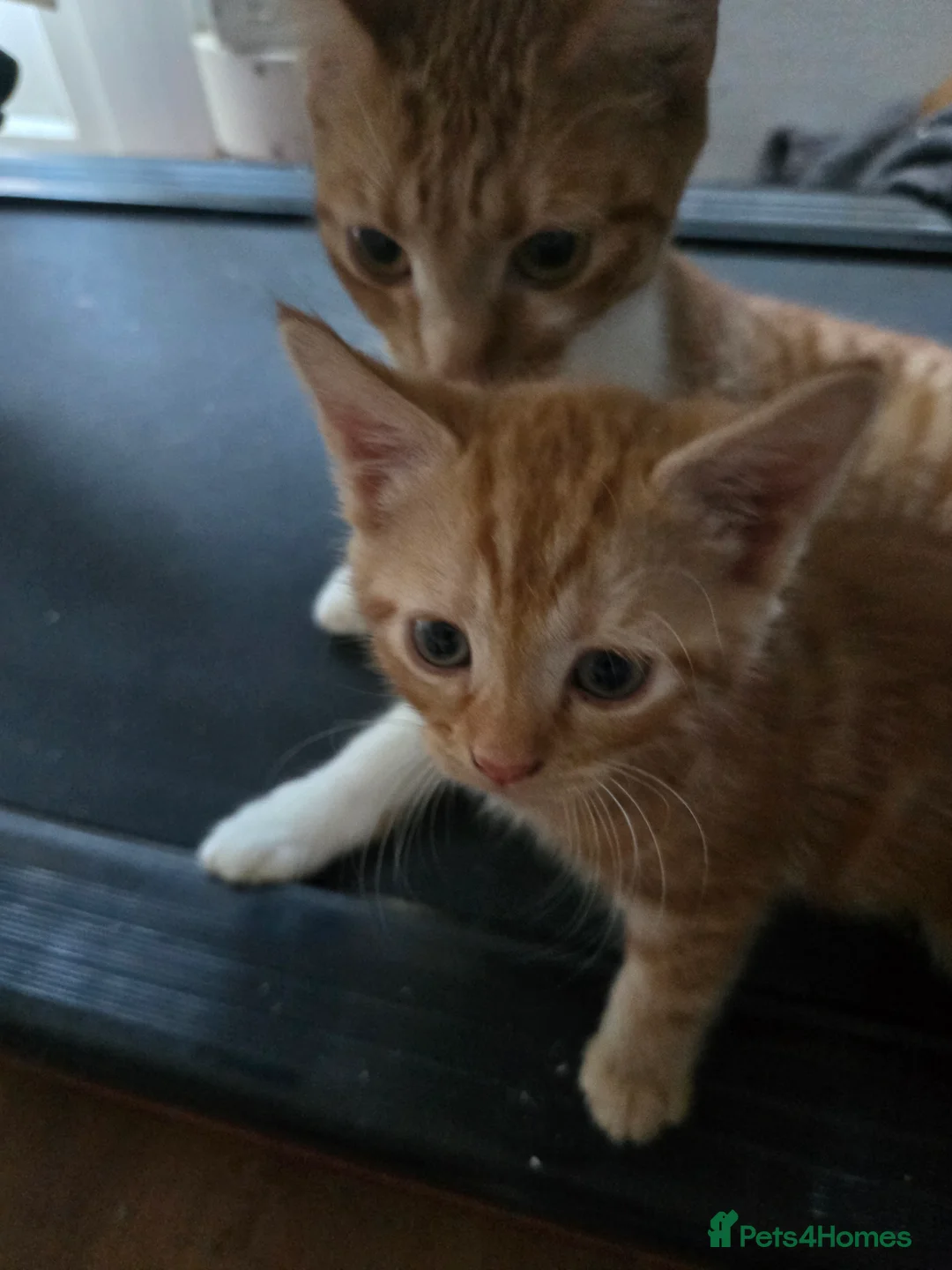 Mixed Breed cats for sale: Kittens for sale in Gosport - Advert 2