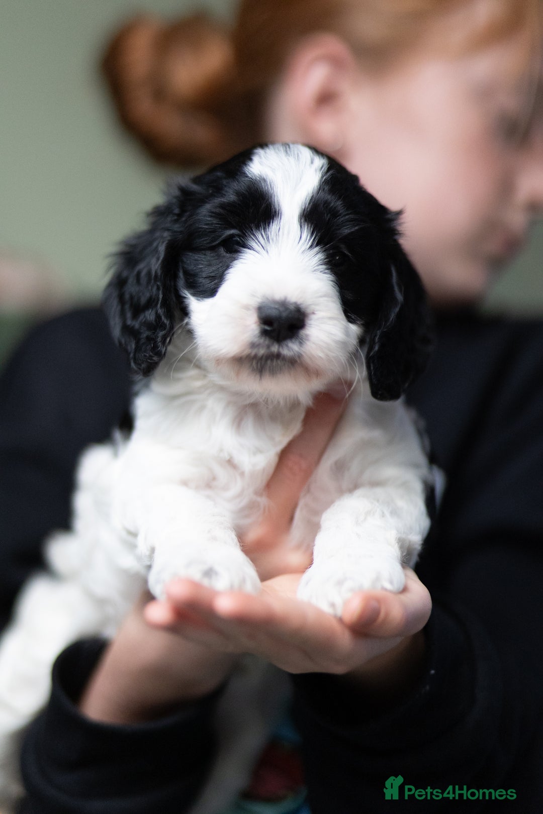 Cockapoo dogs for sale: UNIQUE SABLE BOY READY TO GO ✨ - Image 25