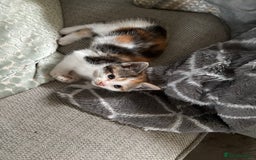 Mixed Breed cats for sale: 2 playful, confident kittens ready for new home  - Advert 7
