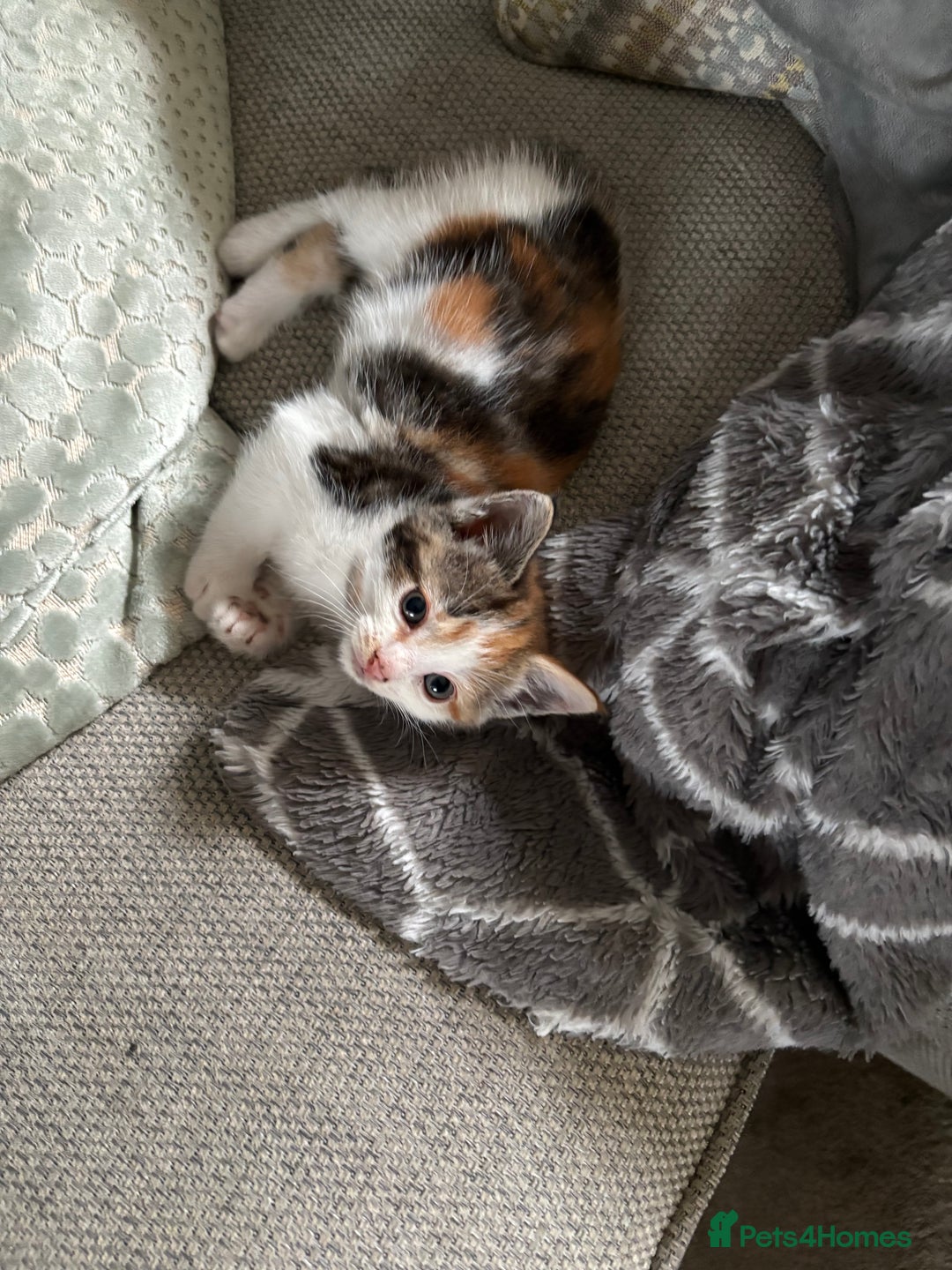 Mixed Breed cats for sale: 2 playful, confident kittens ready for new home  - Advert 7