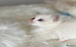 Ragdoll cats for sale: Beautiful pedigree kittens, show quality 💎❤️💎 - Image 29