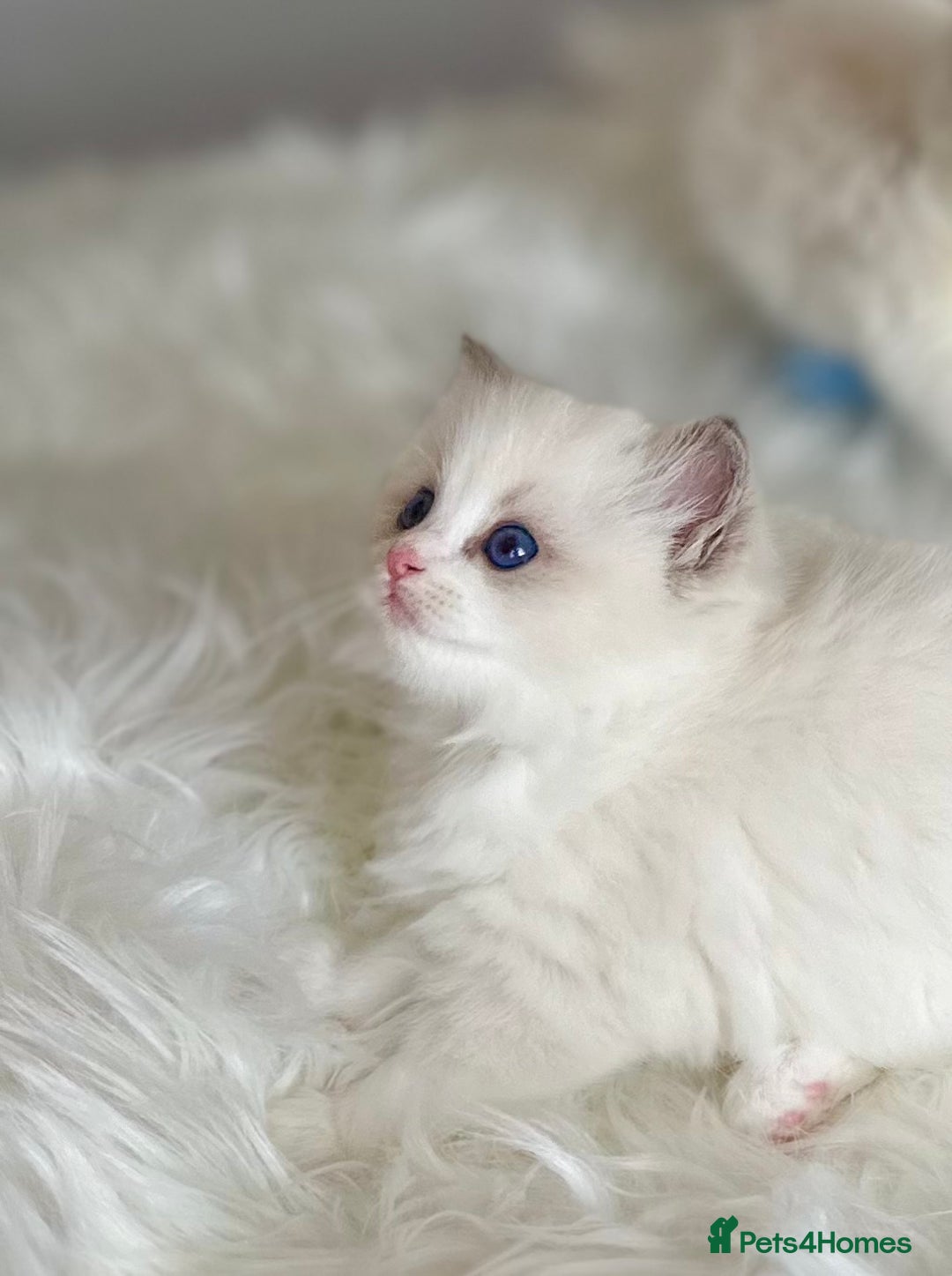 Ragdoll cats for sale: Beautiful pedigree kittens, show quality 💎❤️💎 - Image 29