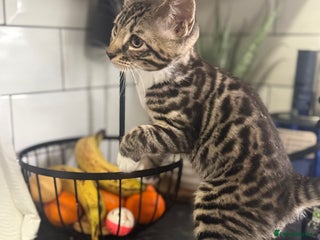 Mixed Breed cats - Advert 1