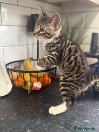 Mixed Breed cats - Advert 8