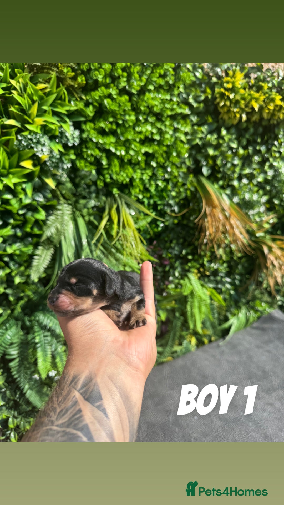 Miniature Dachshund dogs for sale: KC reg long haired mini dachshunds  - Image 3