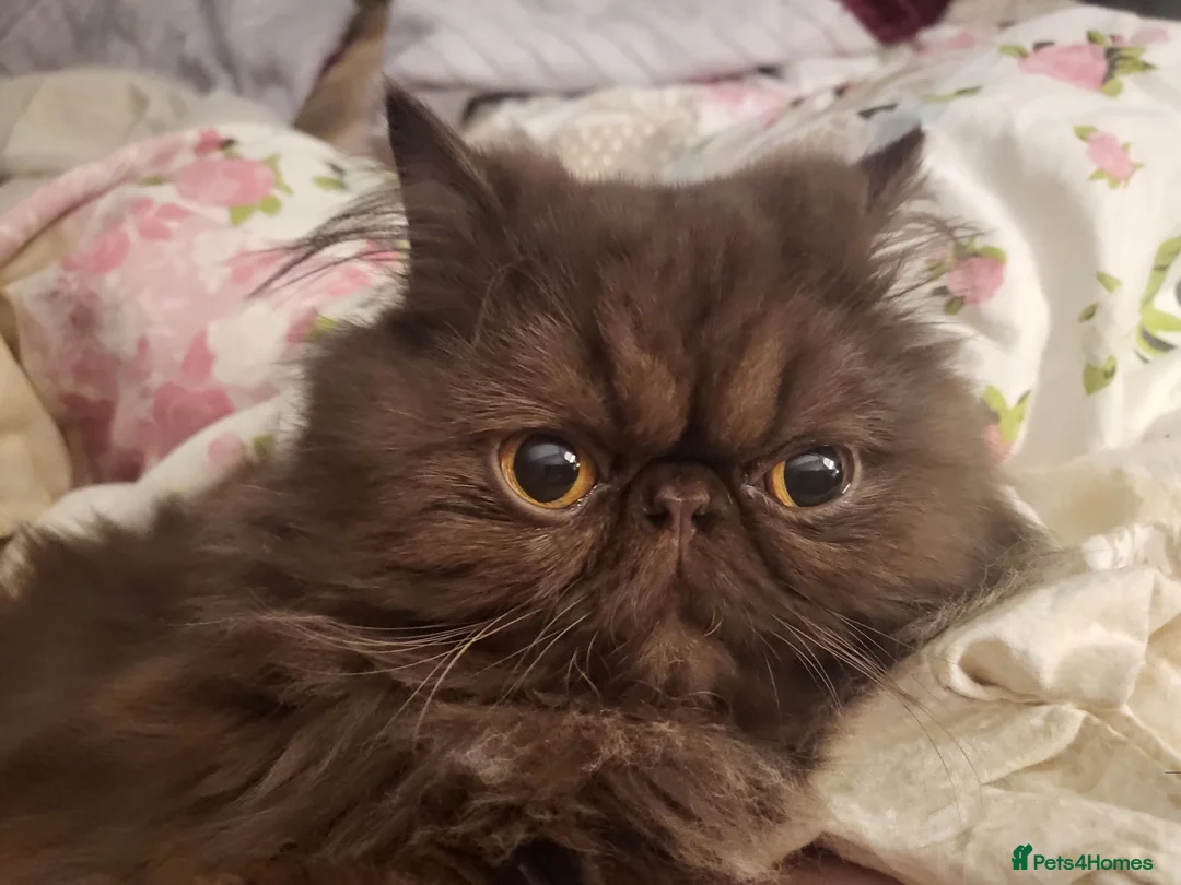 Persian cats for stud: Brown Teddy Bear Persian Stud in Wells - Advert 2
