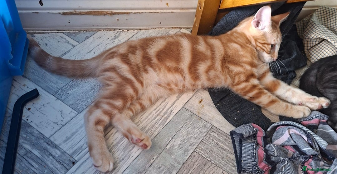 Maine Coon cats for sale: Gorgeous Maine Coon cross Oriental kittens - Image 2