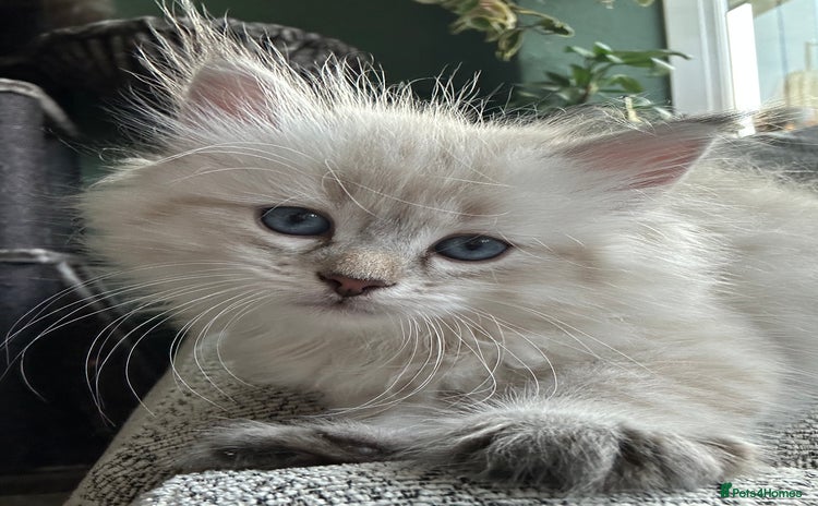Siberian cats - Advert 1