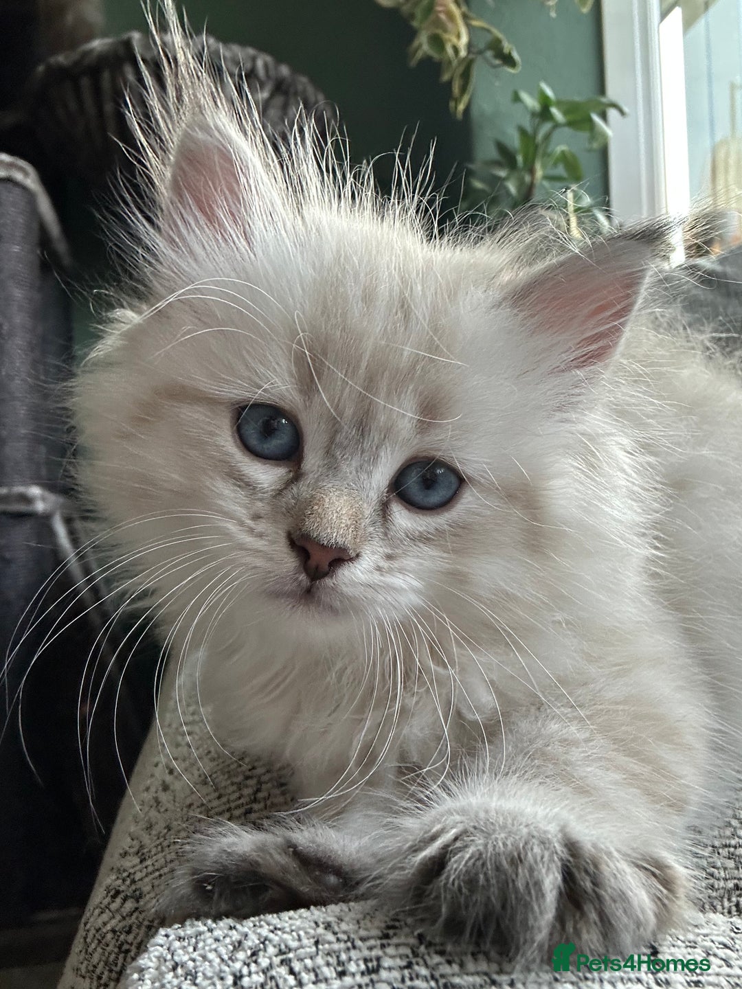 Siberian cats for sale: 😍 Siberian Neva Masquerade kittens 😍 - Image 9