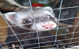 Ferret rodents for sale: Male (hob) ferret - Image 1