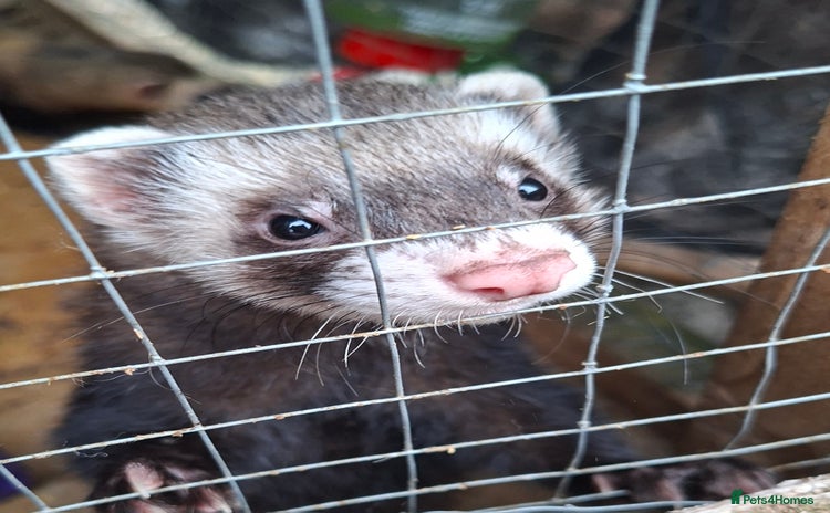 Ferret rodents - Advert 4