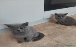 British Shorthair cats for sale: Pedigree British short hair kittens for sale  - Image 2