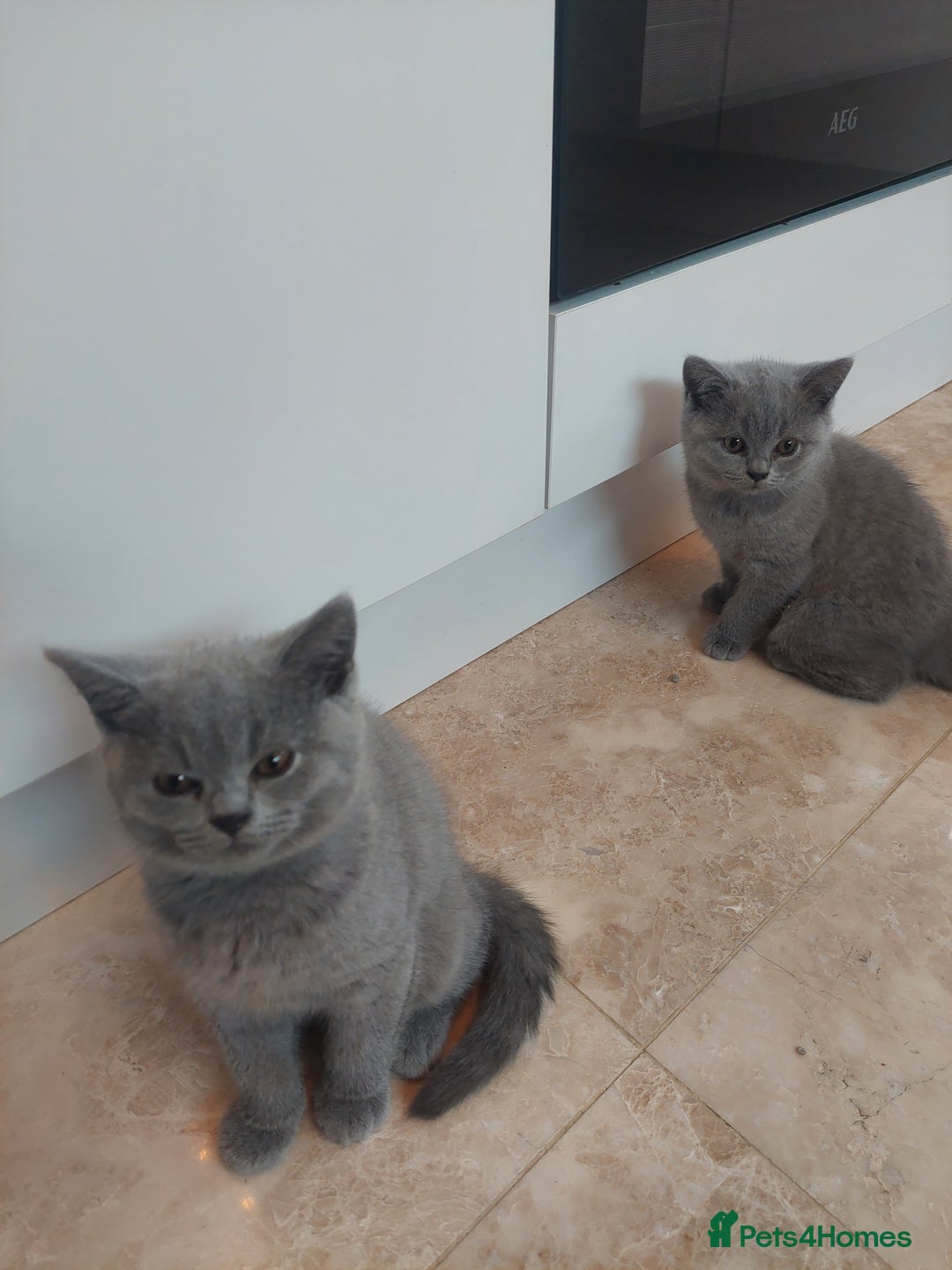 British Shorthair cats for sale: Pedigree British short hair kittens for sale  - Image 2