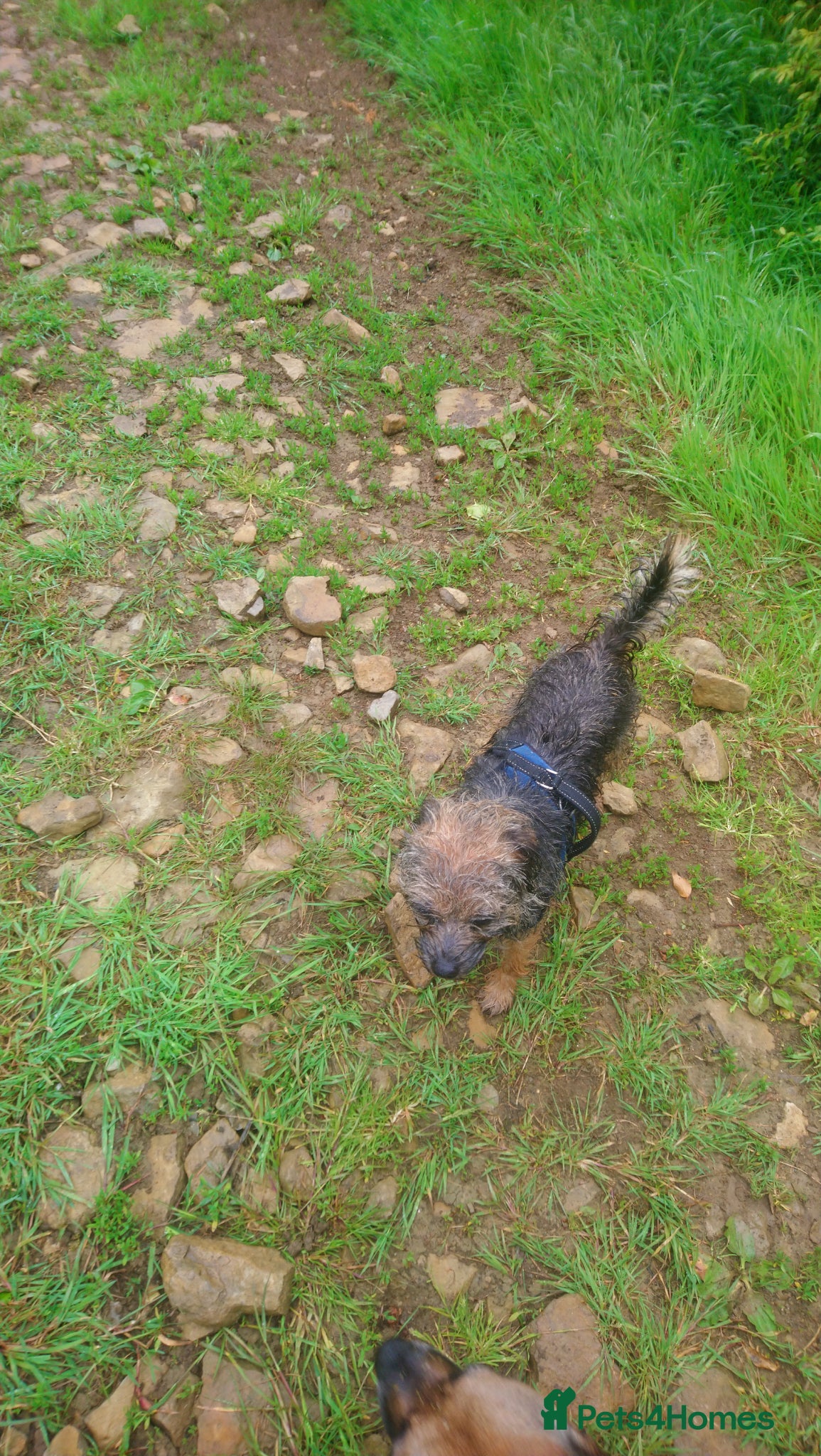Border Terrier dogs Puppy bitch homebred - Advert 1