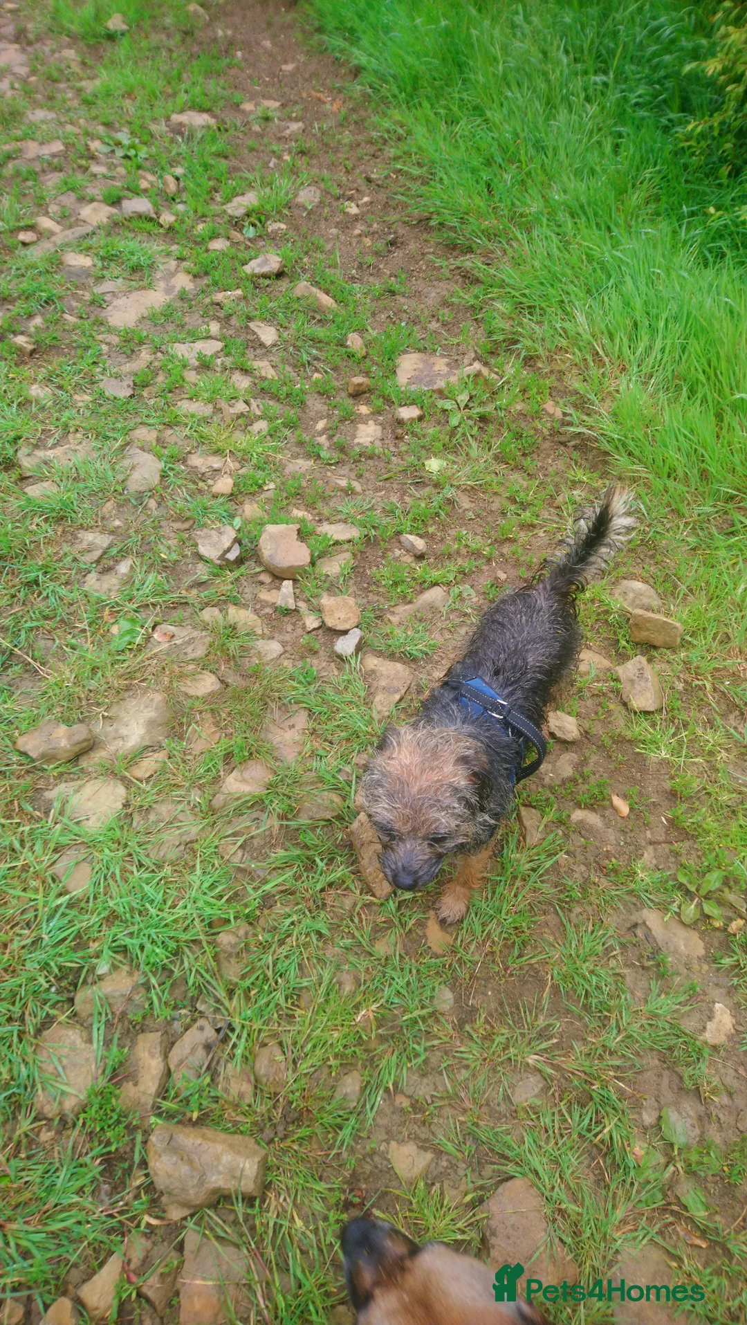 Border Terrier dogs for sale: Puppy bitch homebred in Somerton - Advert 1