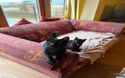 Mixed Breed cats for sale: 2 female British short hair cross  - Advert 4