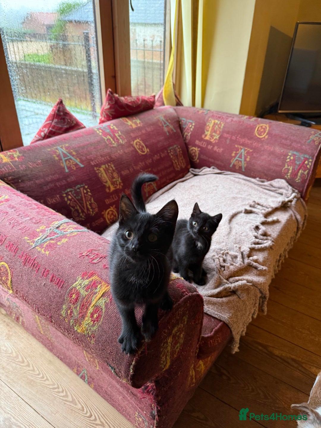 Mixed Breed cats for sale: 2 female British short hair cross  - Advert 4
