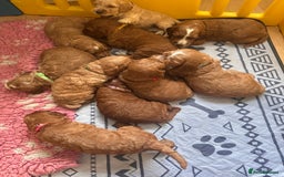 Irish Doodle dogs for sale: Gorgeous Miniature F1 Irish Doodles - Image 19