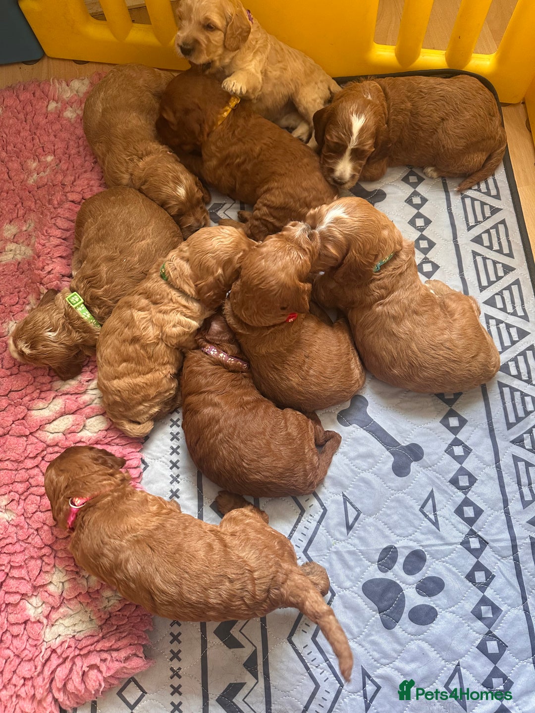 Irish Doodle dogs for sale: Gorgeous Miniature F1 Irish Doodles - Image 19