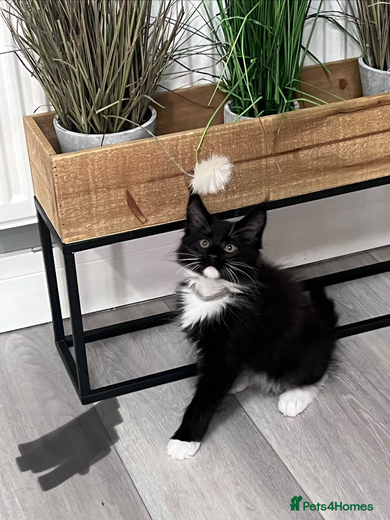 Maine Coon cats 4 kittens left reduced 🐱 Ready to leave now  - Advert 2